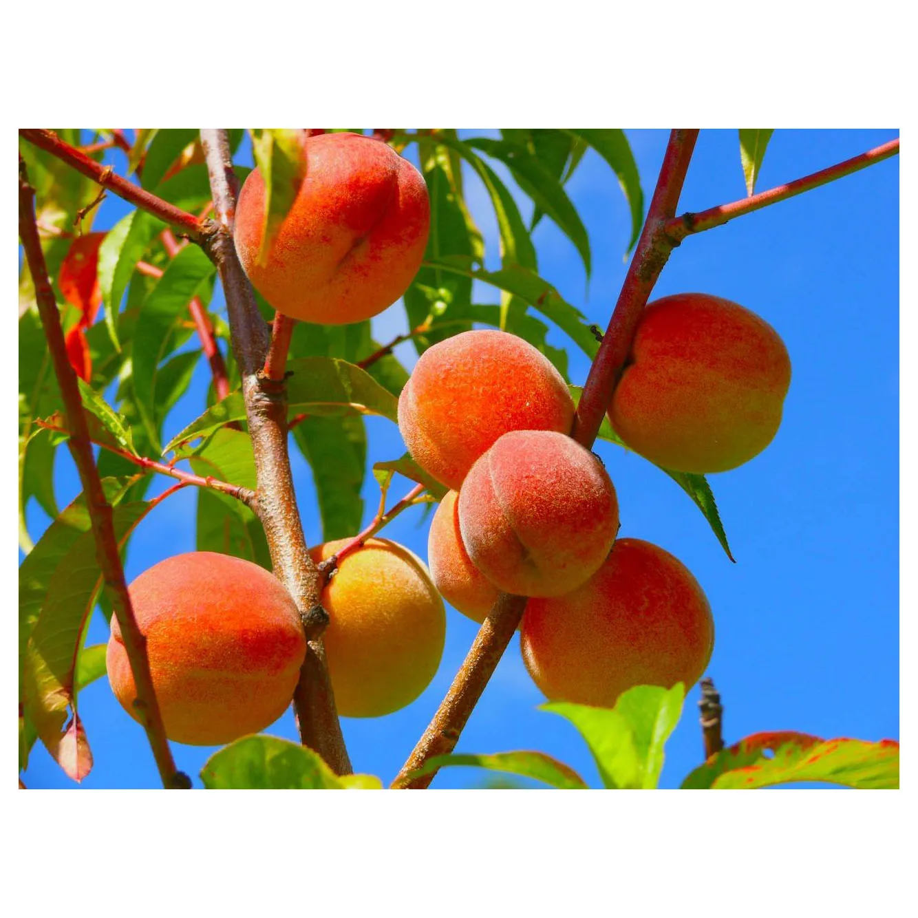 Best Price Canned Fruit/Yellow Peaches/Canned peaches Halves in Light Syrup in Tins or  Glass package