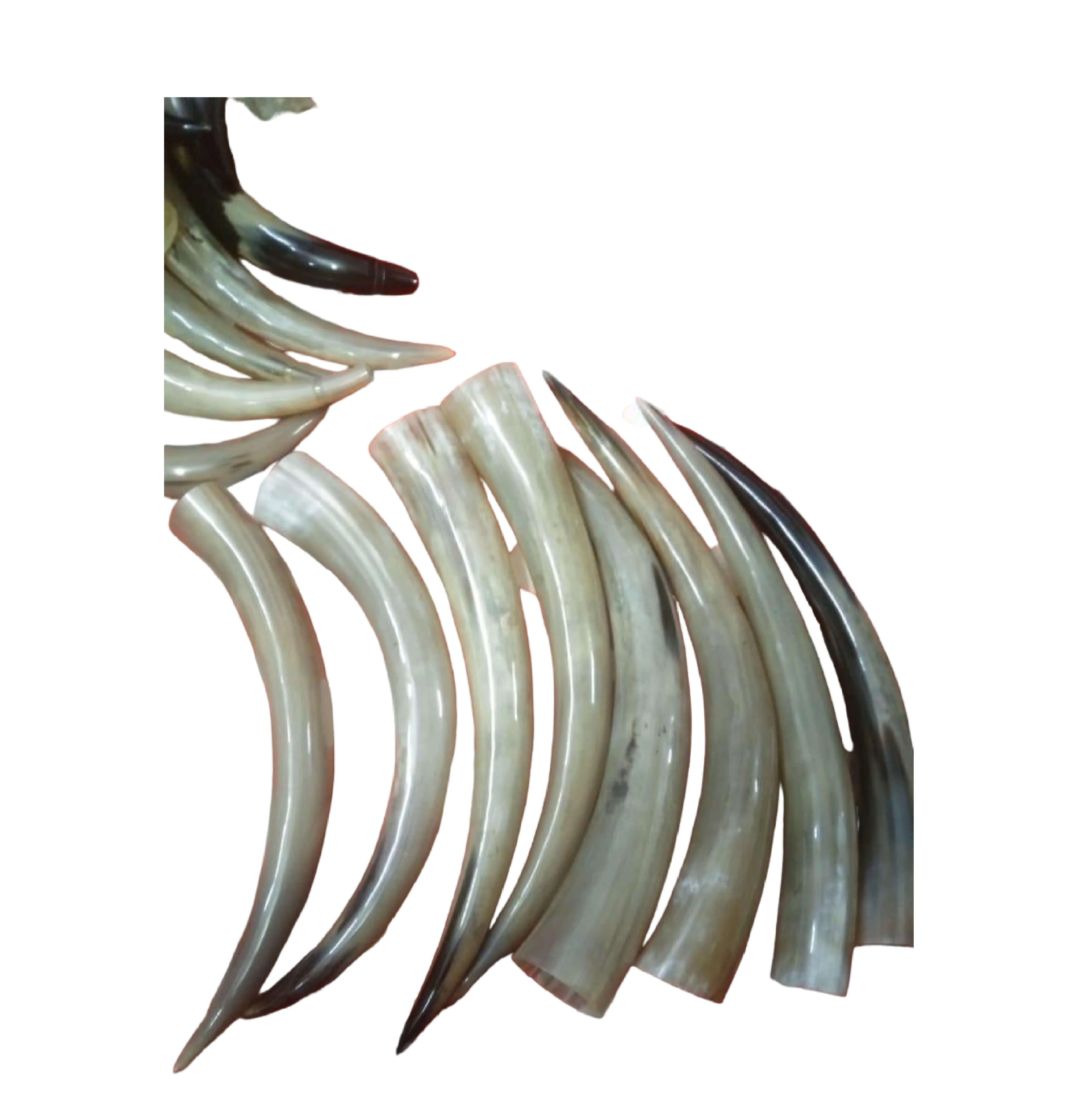 Top Quality Natural Buffalo Powder Best Gifts Top Indian Manufacturer Of Natural Buffalo Blow Horn Powder Horn Drinking Horns