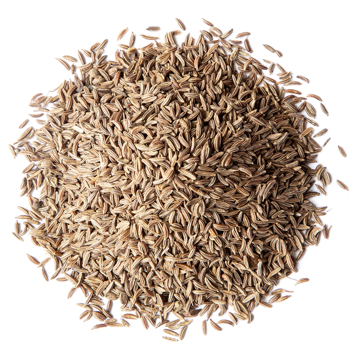 Natural Raw Fennel Seeds for Sale in Bulk with High Quality Fresh Aromatic Fennel Seeds Wholesale for Spices