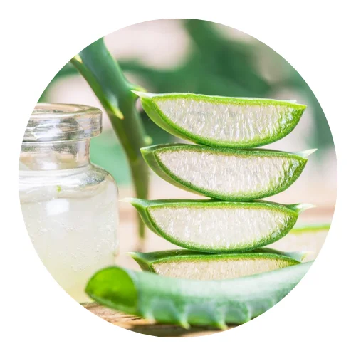 Wholesale Fresh Aloe Vera Jelly/ Diced Aloe Vera Made in Viet Nam at Competitive Price