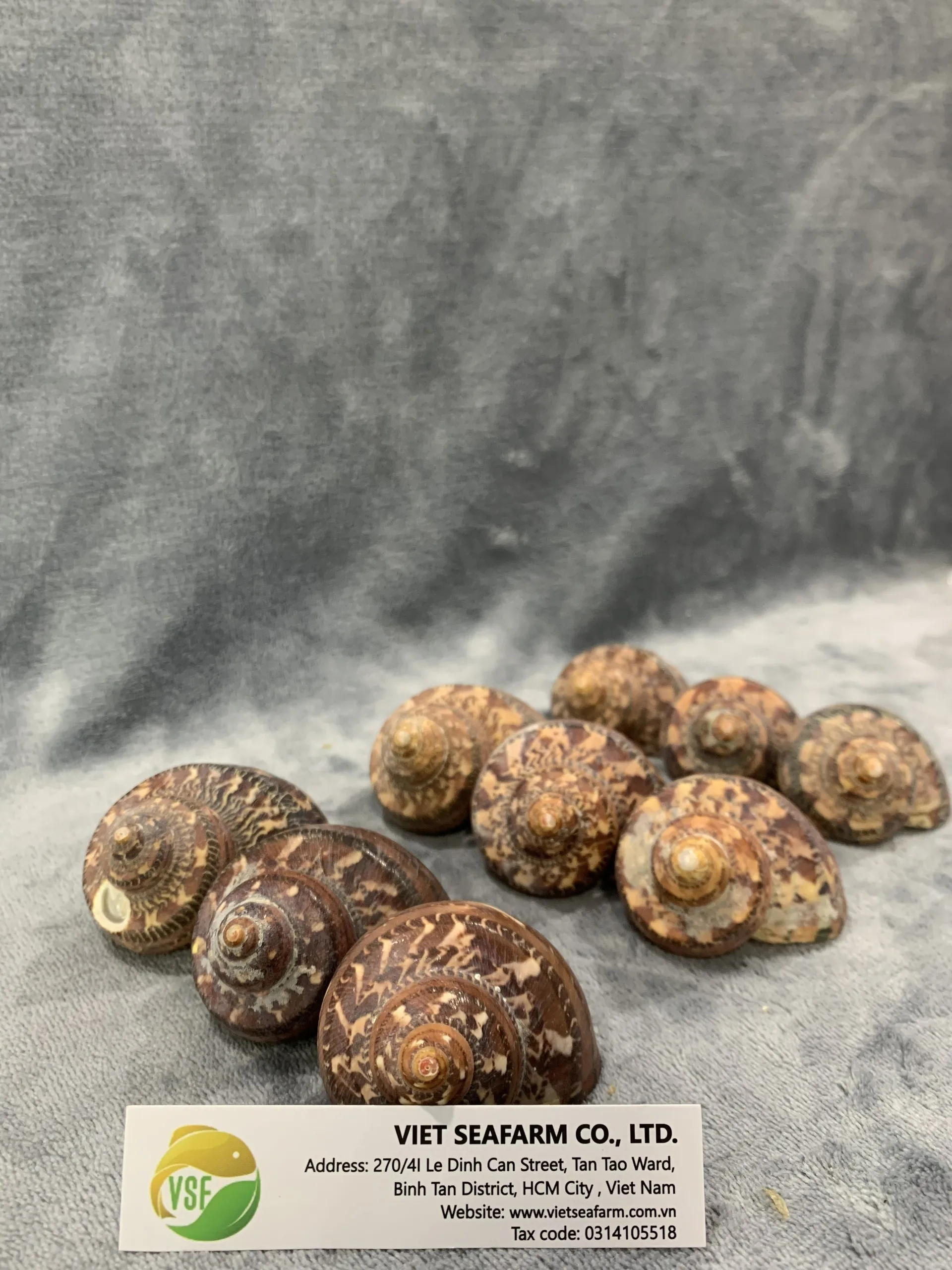 2020 Hot Selling Seashells 100% Natural High Quality Cheap Price Many Styles And Size For Decorating From Vietnam