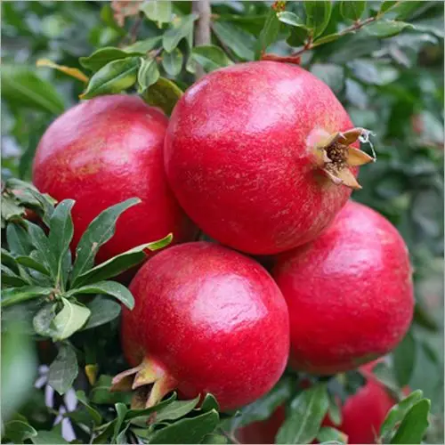 Dark Red Colour %100 Organic Fresh Turkish Number 1 Quality  Juicy Sweet Fresh Red Pomegranade Best Quality In Turkey