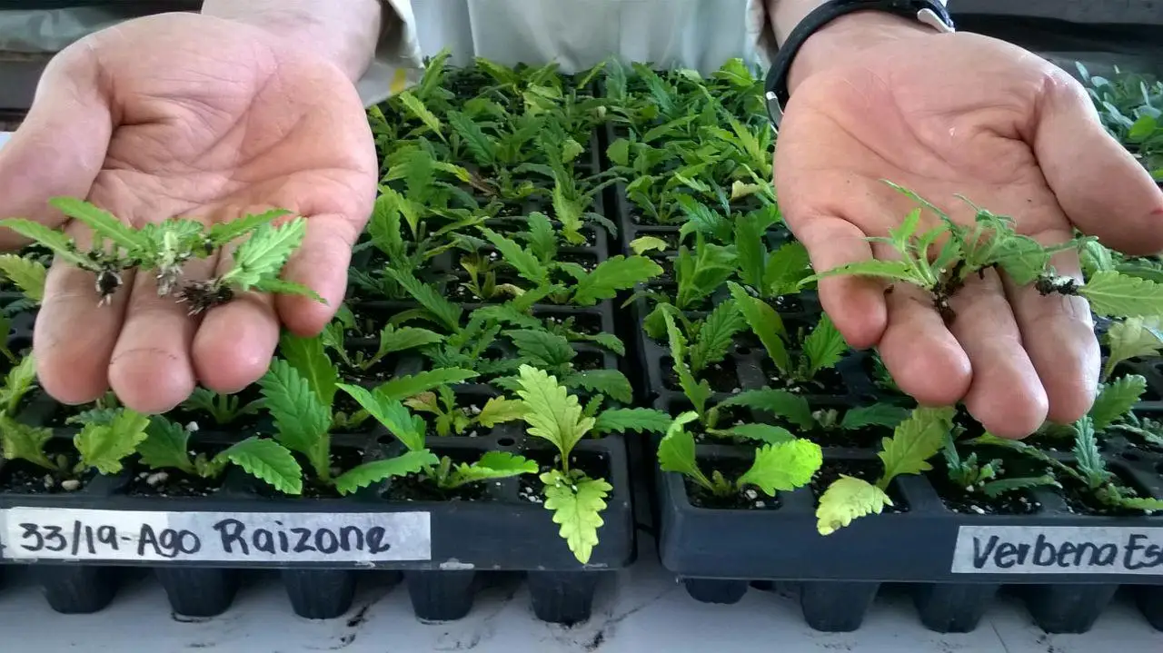 Raizone Plus (Rooting powder) 50g Phytoregulator
