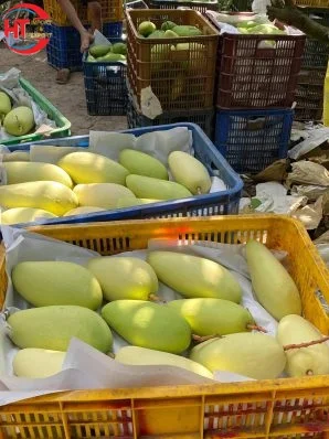 Vietnam Crop Organic Tropical Fresh Fruit Unripe Maturity Crunch Crisp Slightly Sweet Taste Siamese Keos Mango Carton Packaging