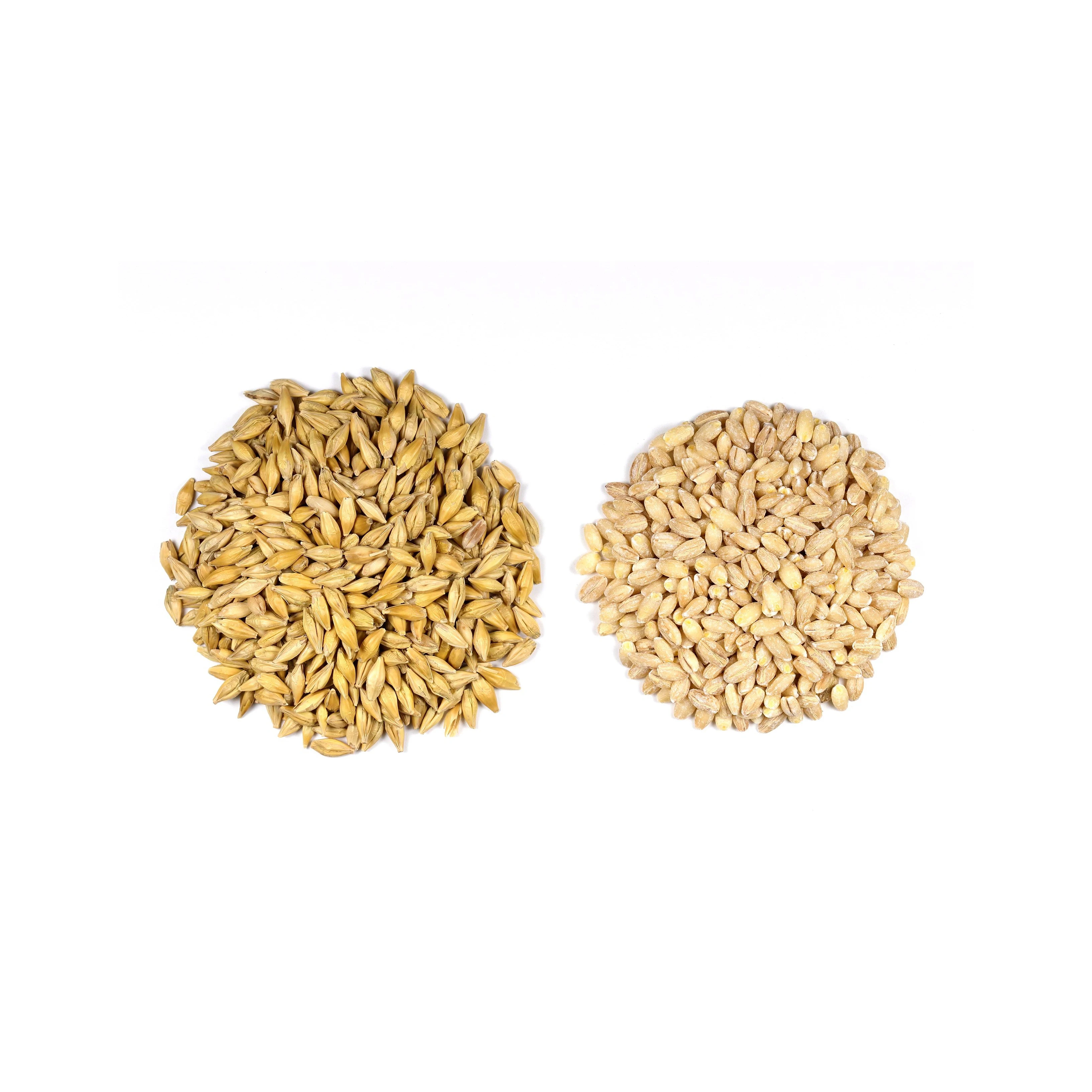 Barley Grains Premium Barley Seeds/Animal feed barley/bulk barley grains Malted Barley Malt grain for sale best Grade