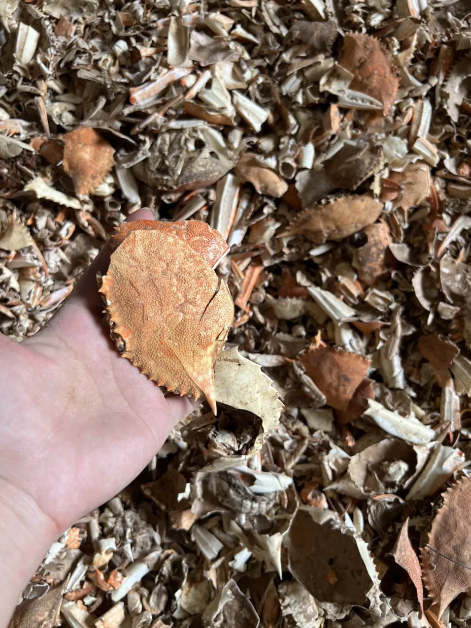 Fertilizer Dried Crab Shell Powder Dried Crab Shell Manufacturers High Quality For Plant  +84947900124