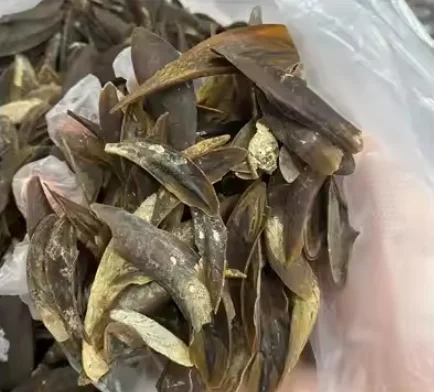 Operculum Murex Hot Selling 2024 High Quality Operculum From Blue Lotus Vietnam Murex Operculum Perfume Extract