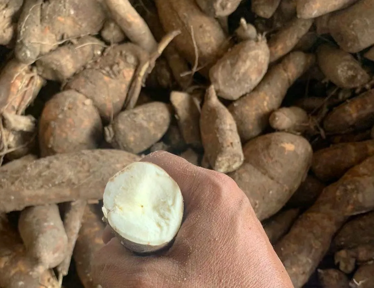 High Quality Food Grade A Industrial Tapioca Starch Alternative Corn Rice Potato for Pharmaceutical Paper Powder Flour White