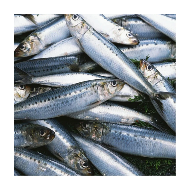 Canned Sardine in Natural oil and Vegetable Oil Cheap Price