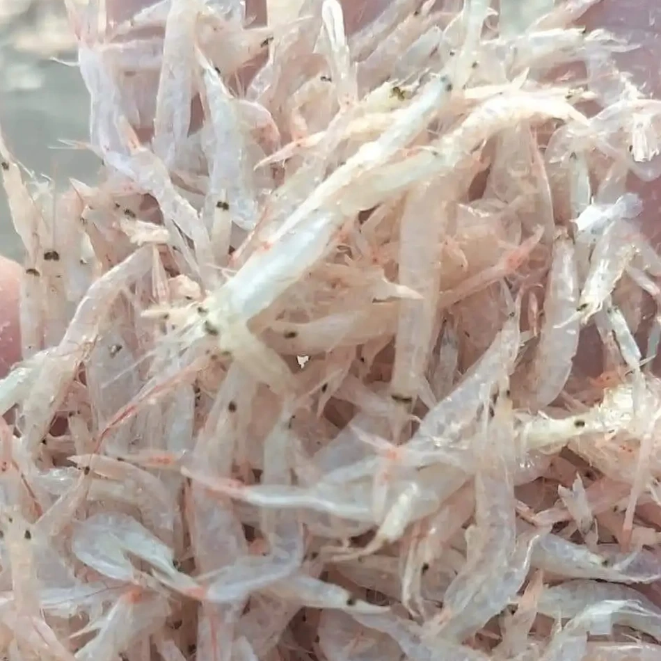 Vietnam Export Products Baby Shrimp Wholesale Package Sun Dry Type Competitive Price Customize or PE Bag Dried Baby Shrimp