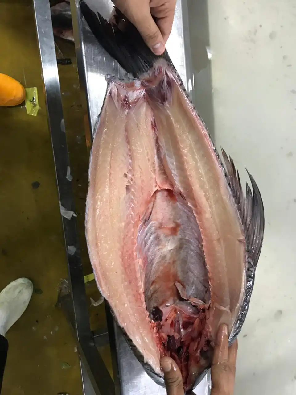 Frozen Rohu fish individual frozen  good quality from Myanmar Origin