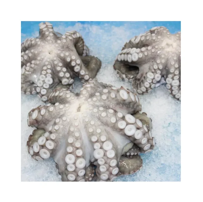 Sea Frozen Baby Octopus/Big Size Octopus with Competitive Price Wholesale Seafood Products