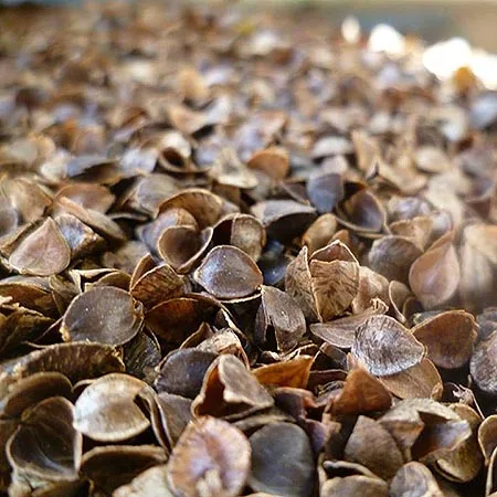 100% ORGANIC BUCKWHEAT FOR EXPORT Buckwheat flakes instant Gluten free breakfast cereal Most popular grain tea Barley Tartary