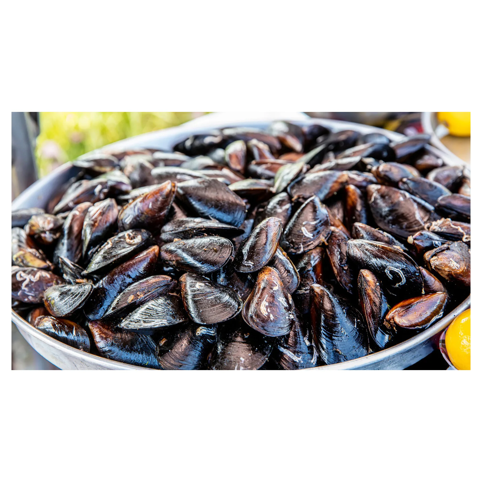 High Quality Hot Sale Seafoods Frozen Blue Mussel Pre-cooked Half Shell Mussel Frozen live shellfish without shell green