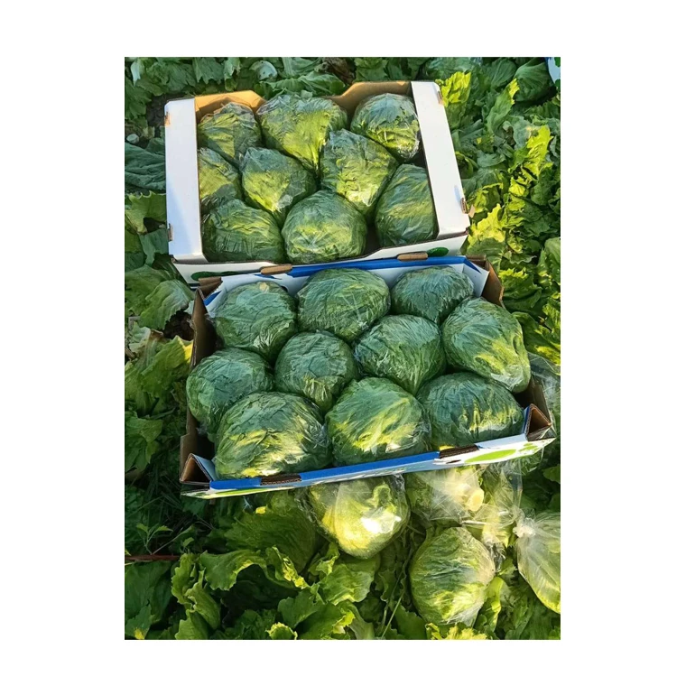 Высококачественные оптовые продажи вкусные и питательные свежие овощи салата Айсберг по надежной рыночной цене от Египта