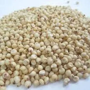 Get sorghum white For Both Human And Animal Needs
