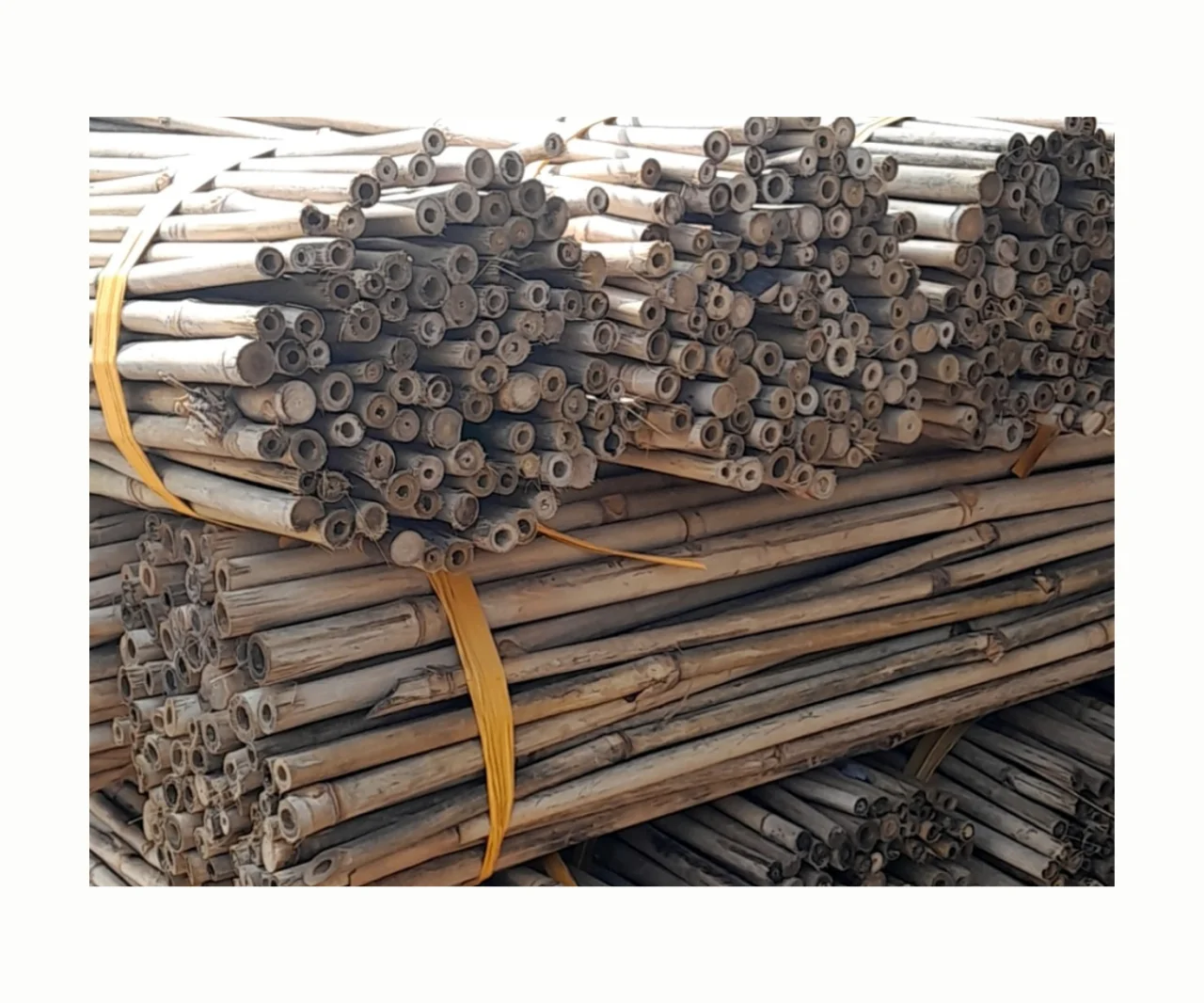 Бамбуковые трубки из 99 ГД вьетнамские/сырые изделия бамбукового материала/бамбуковый столб для выращивания растений сельского хозяйства