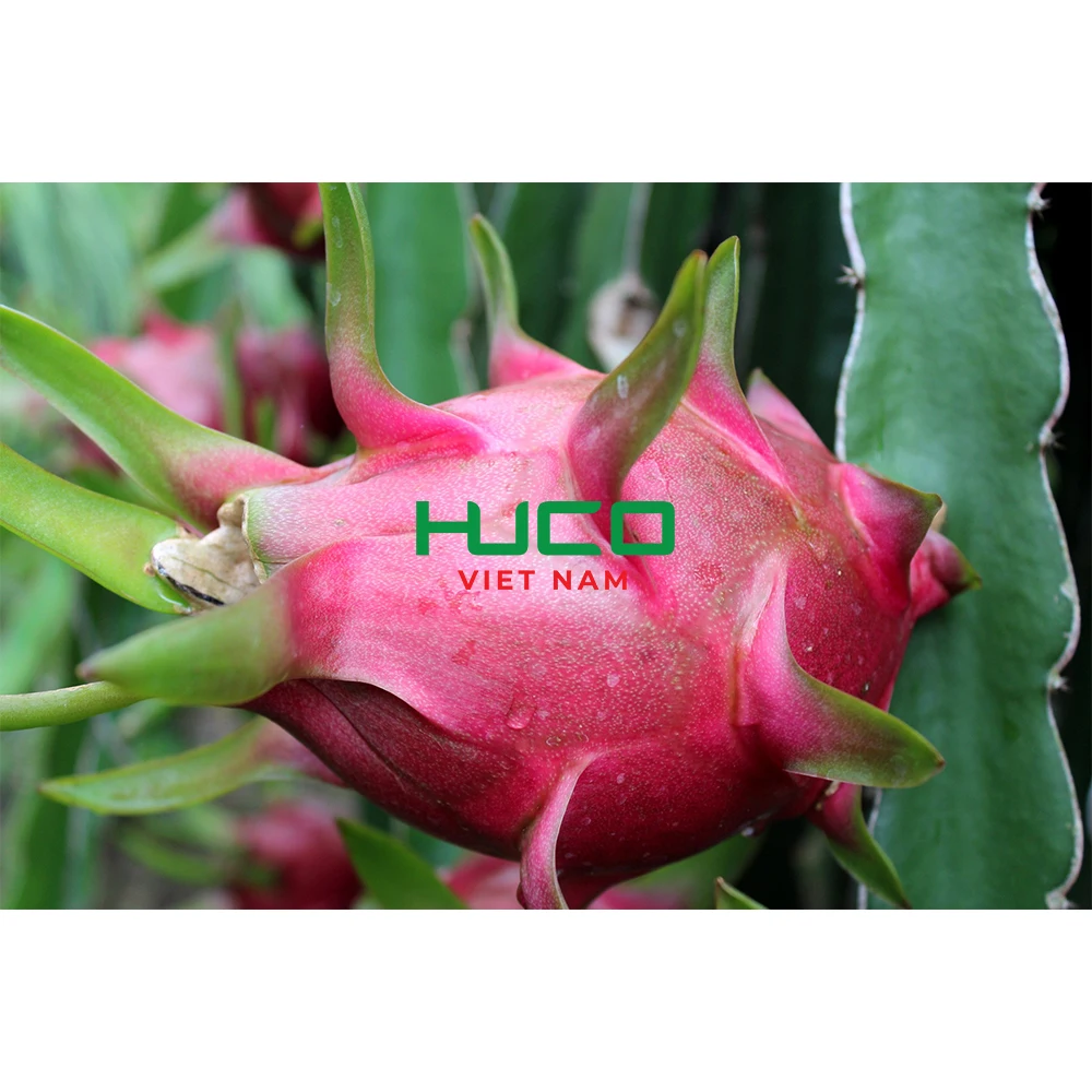 Fresh White Dragon Fruit from Vietnam with Best Price - High Quality for Export