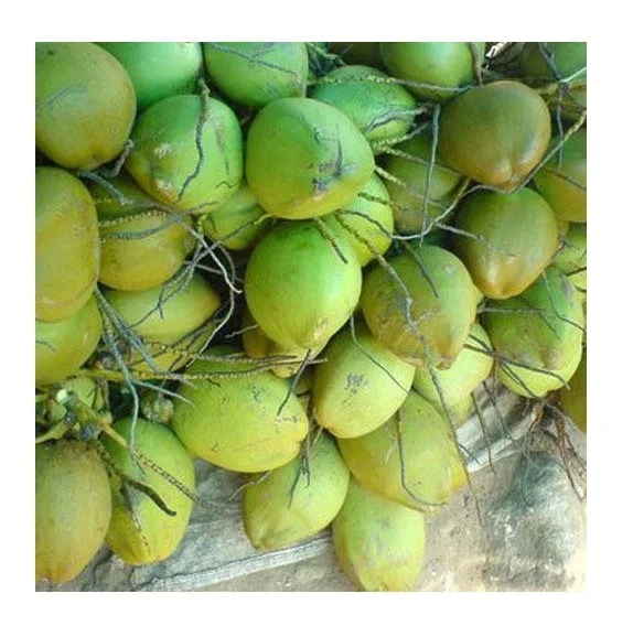 SEMI HUSKED COCONUT EXPORTER FROM INDIA