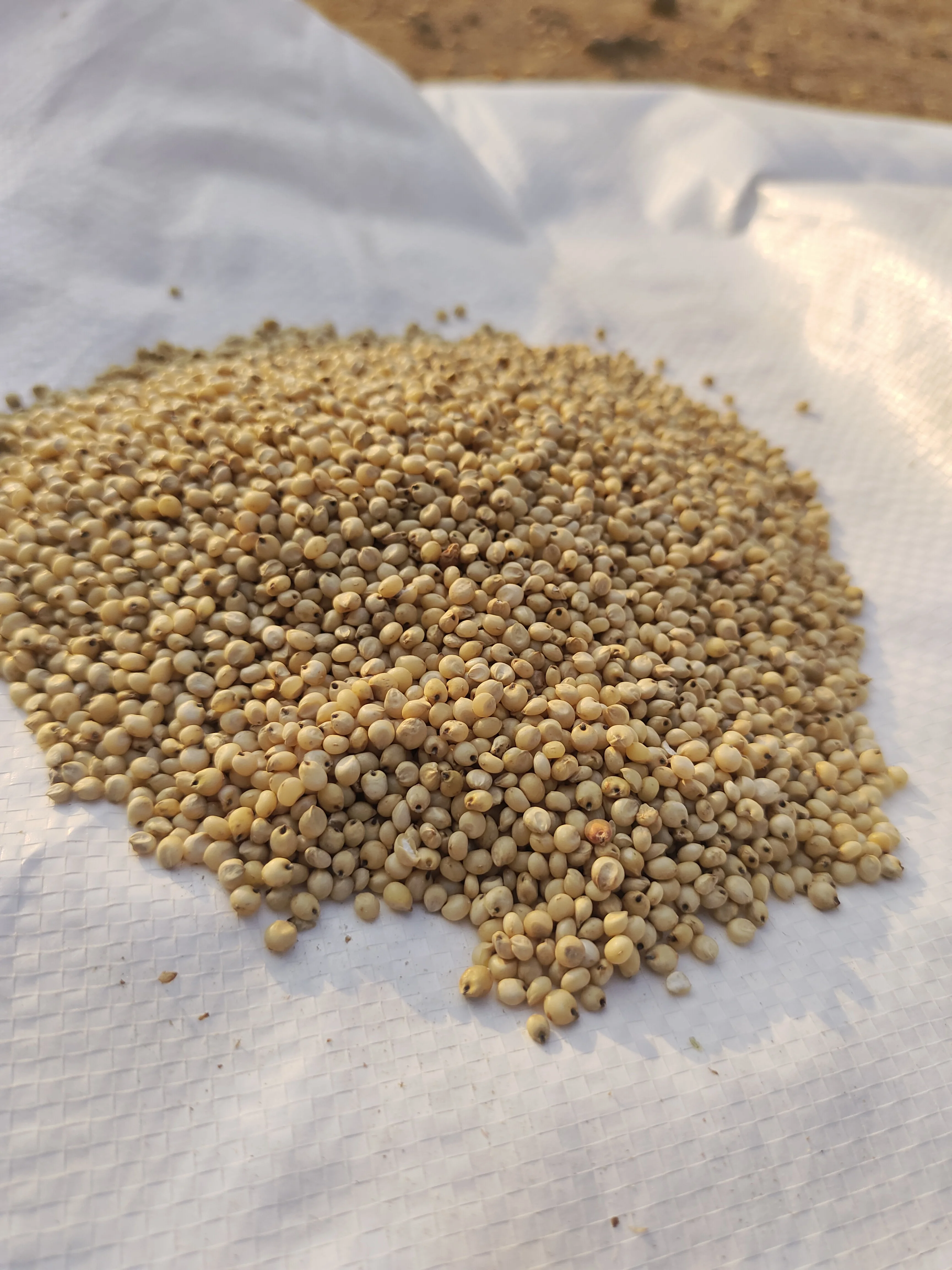 Farmers Grain Traditional White Sorghum Natural organic white sorghum millet gluten free high in protein white cholam jowar jona