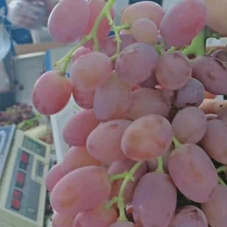Fresh Red Globe Grapes  , Seeded Grapes , pink Color fresh grapes