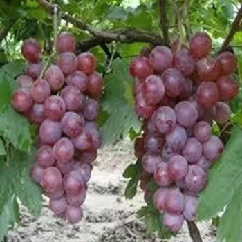 Fresh Grapes, Seedless Grapes Supplier