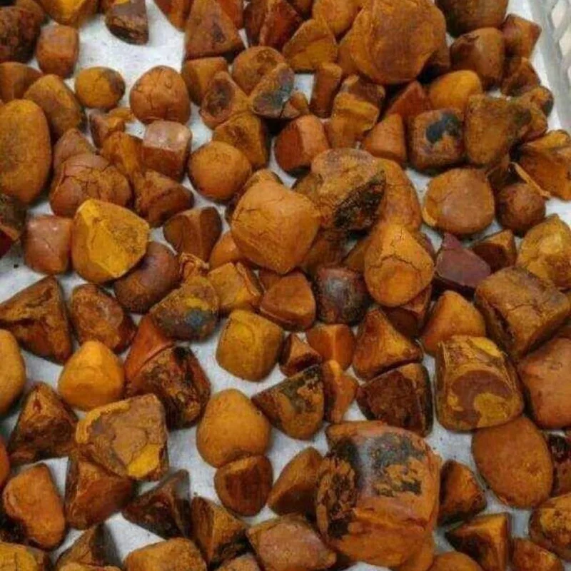 gallstones ox and cow for sale