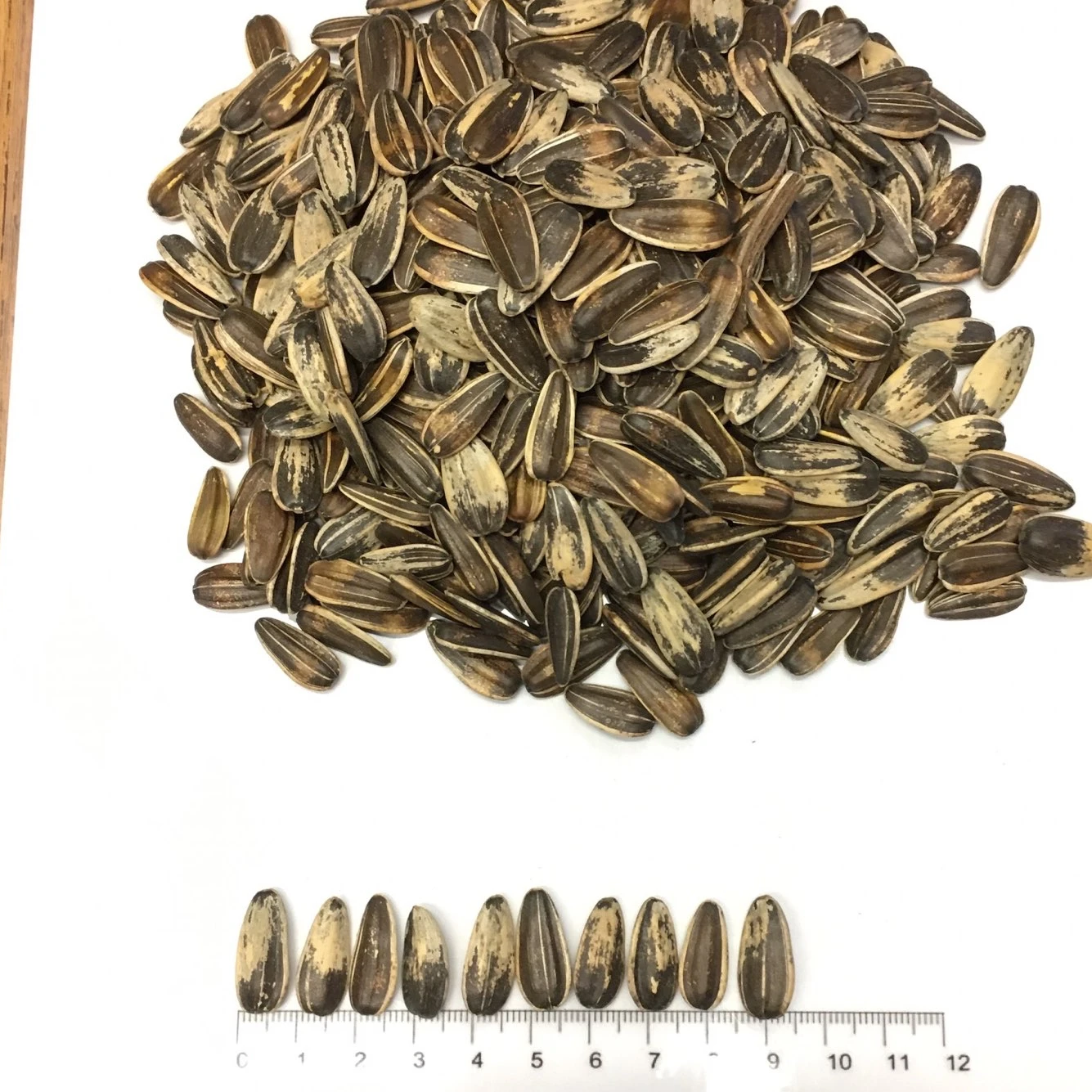 Cheap Sunflower seeds Scuffed Raw Whole Sale Packaging New Crop Bulgarian Origin Prompt shipment Snacks Big Size Top Quality