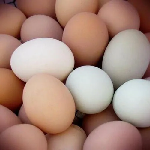 Best Quality Farm Fresh / Hatching Chicken Table Eggs Brown and White Shell Chicken Eggs for Sale