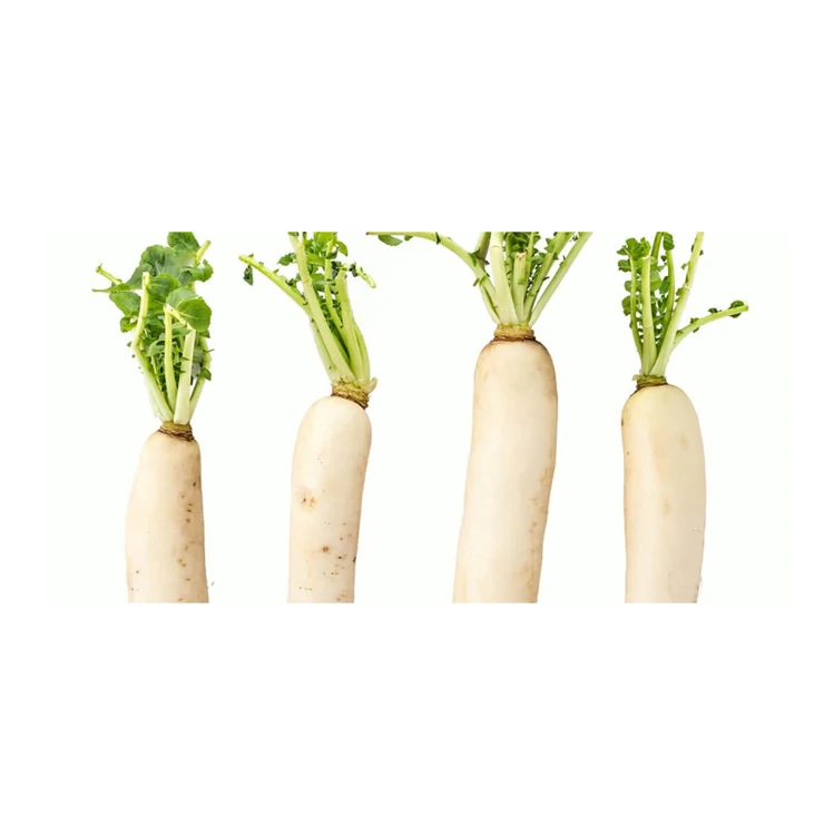 Редис из свежих овощей высшего качества для продажи по лучшей цене