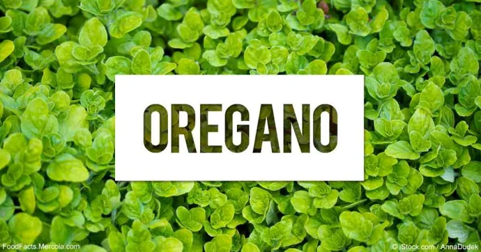 Buy Premium Quality Pure Organic Oregano Oil For Multi Uses Essential Oil Manufacture in India for Supply at Wholesale Prices