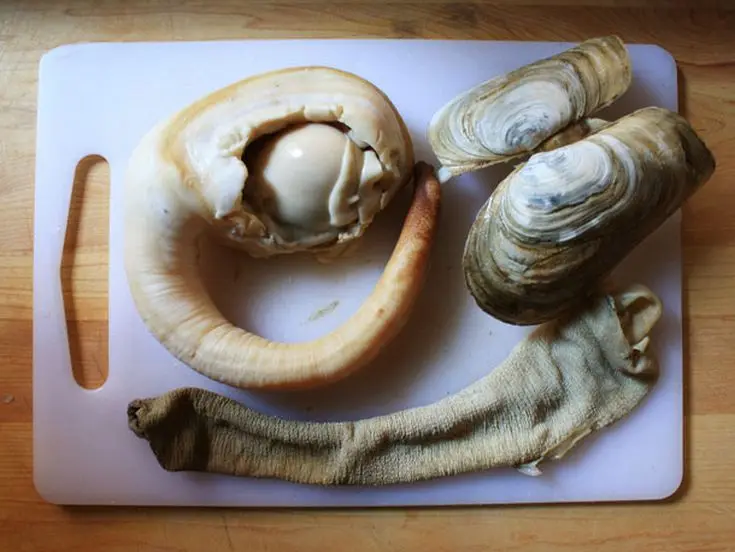 Live geoduck clam