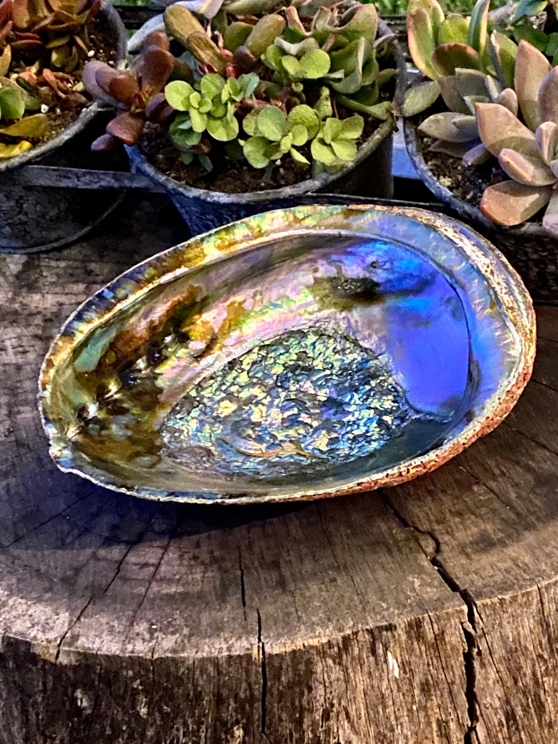 Best Quality Abalone shell Gemstone Best Quality Natural Abalone Shell Mix Shaped Gemstone For Jewelry Making Use at wholesale