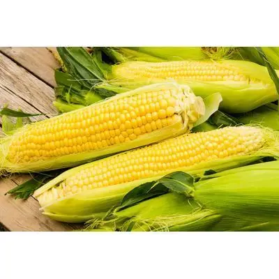 Оптовая продажа, Желтая Кукуруза/Кукуруза для корма для животных/желтая кукуруза для корма для птицы