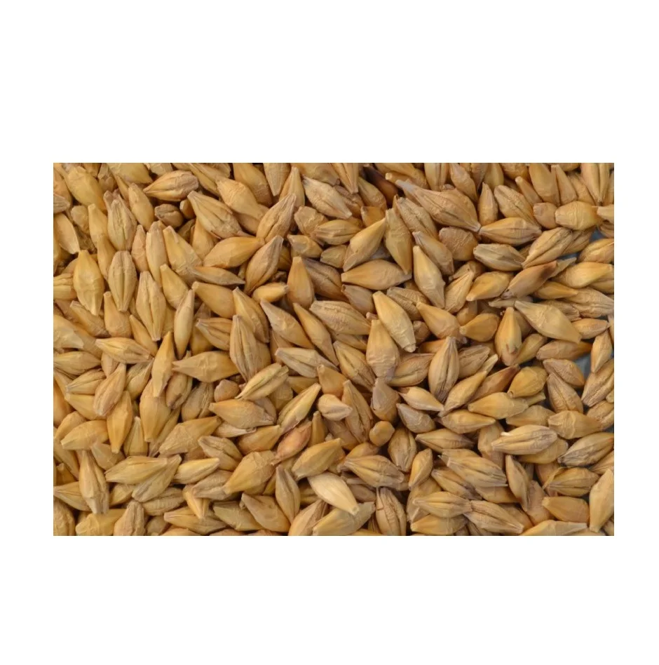 Barley Non-GMO Ukraine barley quality Feed Barley in bulk