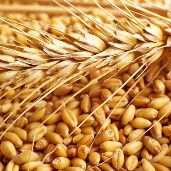 Best Quality Wheat Grain
