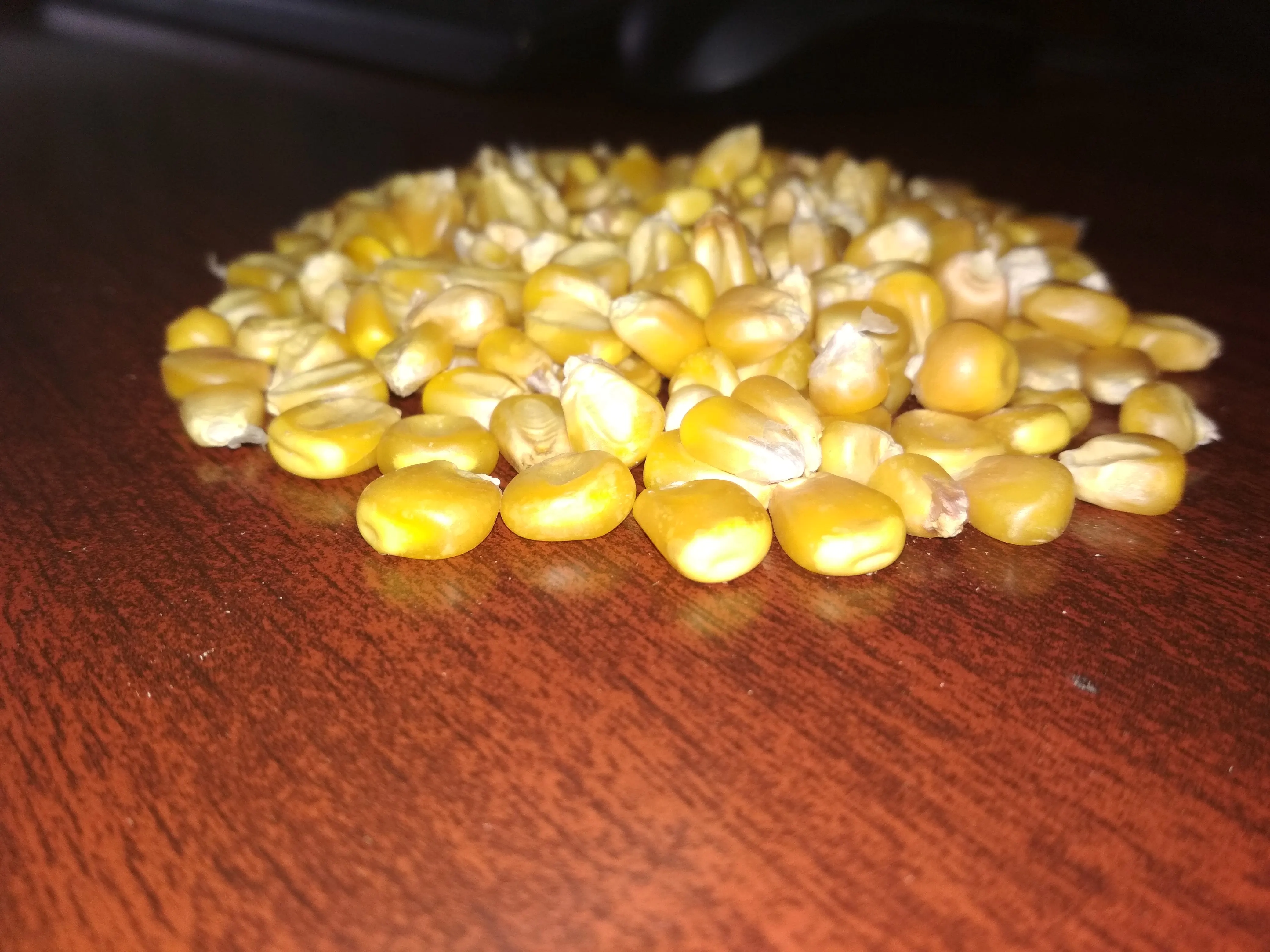 High nutrition product Yellow corn for animal feed available for export