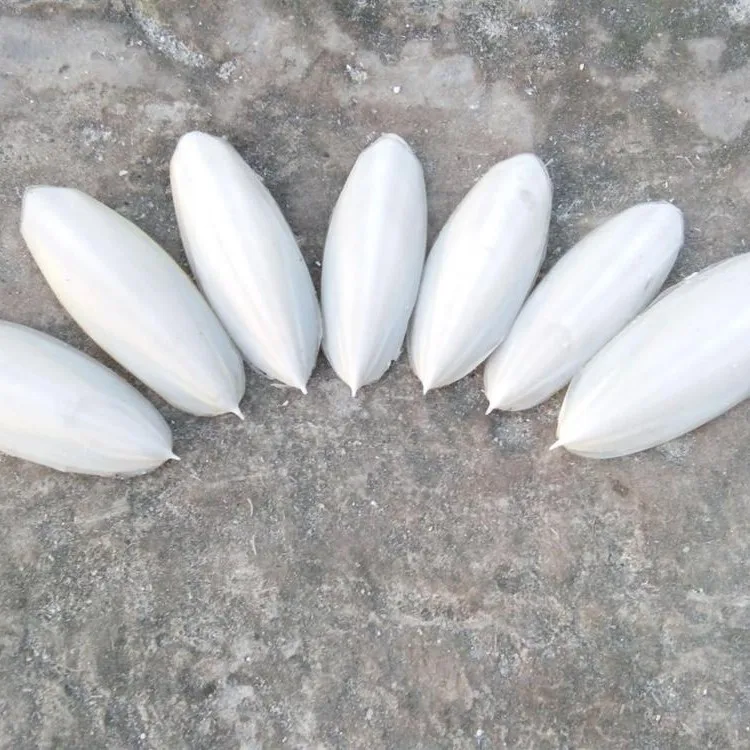 Top Selling- Calcium Supplement for Pets-Dried Cuttlefish Bones on Pet Food Bulk Box Supplies Parrots/Reptile/Snails...