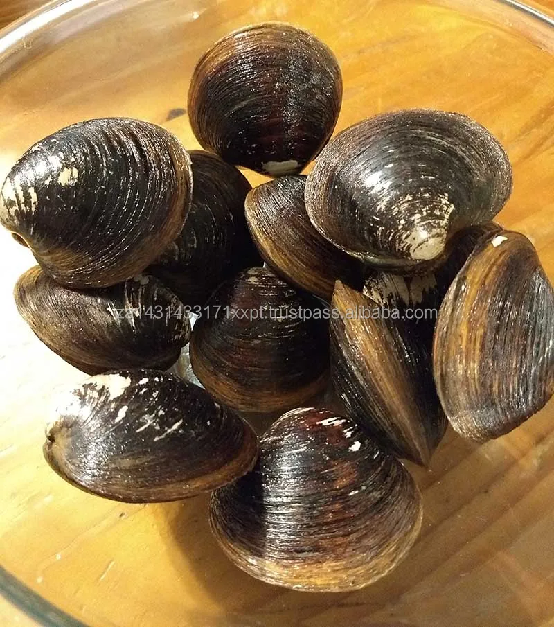 mahogany-clams.jpg