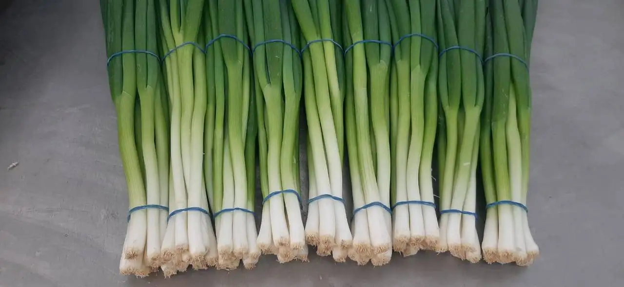 Fresh high quality green onions from Egypt