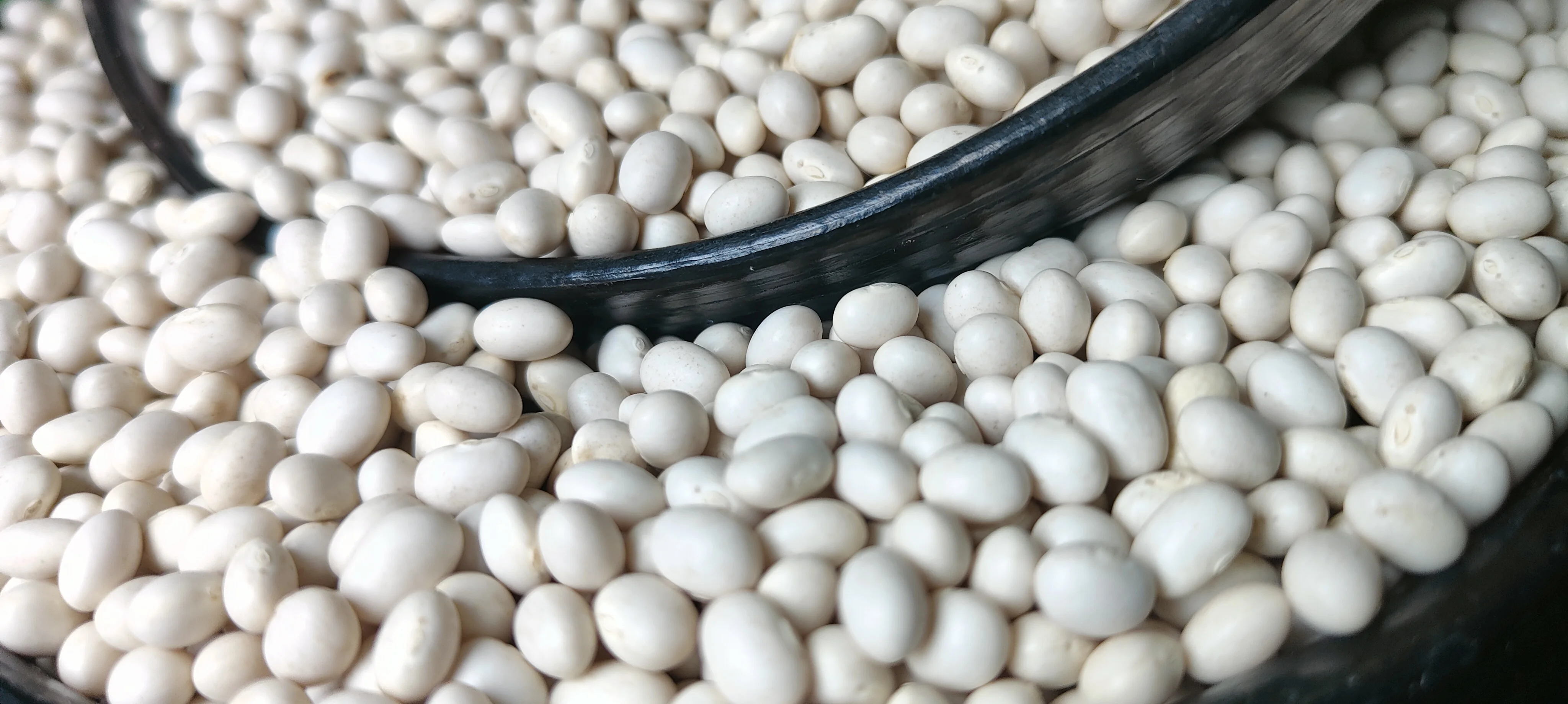 2024 Crop Ethiopian White Pea Beans, 420-450PCS/100gm, 98.5% Purity, Bright White & Natural Wholesale Bulk Dried