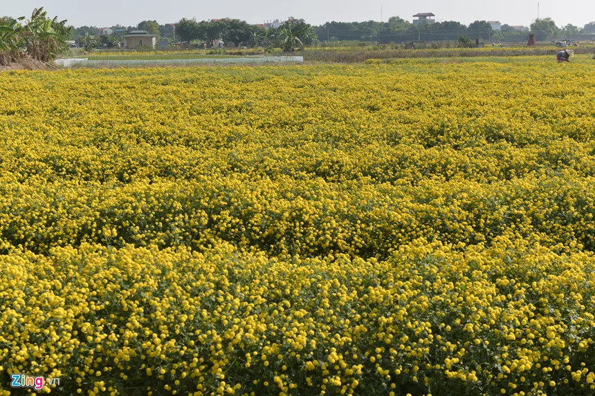 99GD Factory Organic Tea Wholesale Dried Flower Tea Dried Daisy Chamomile Pea Flower yellow flower Butterfly Tea