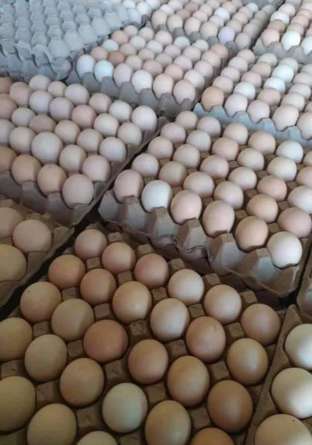 Chicken Eggs