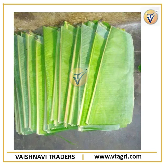 High Quality Indian Fresh Banana Leaf exporter from India - Green Banana Leaves - Banana Leaves supplier