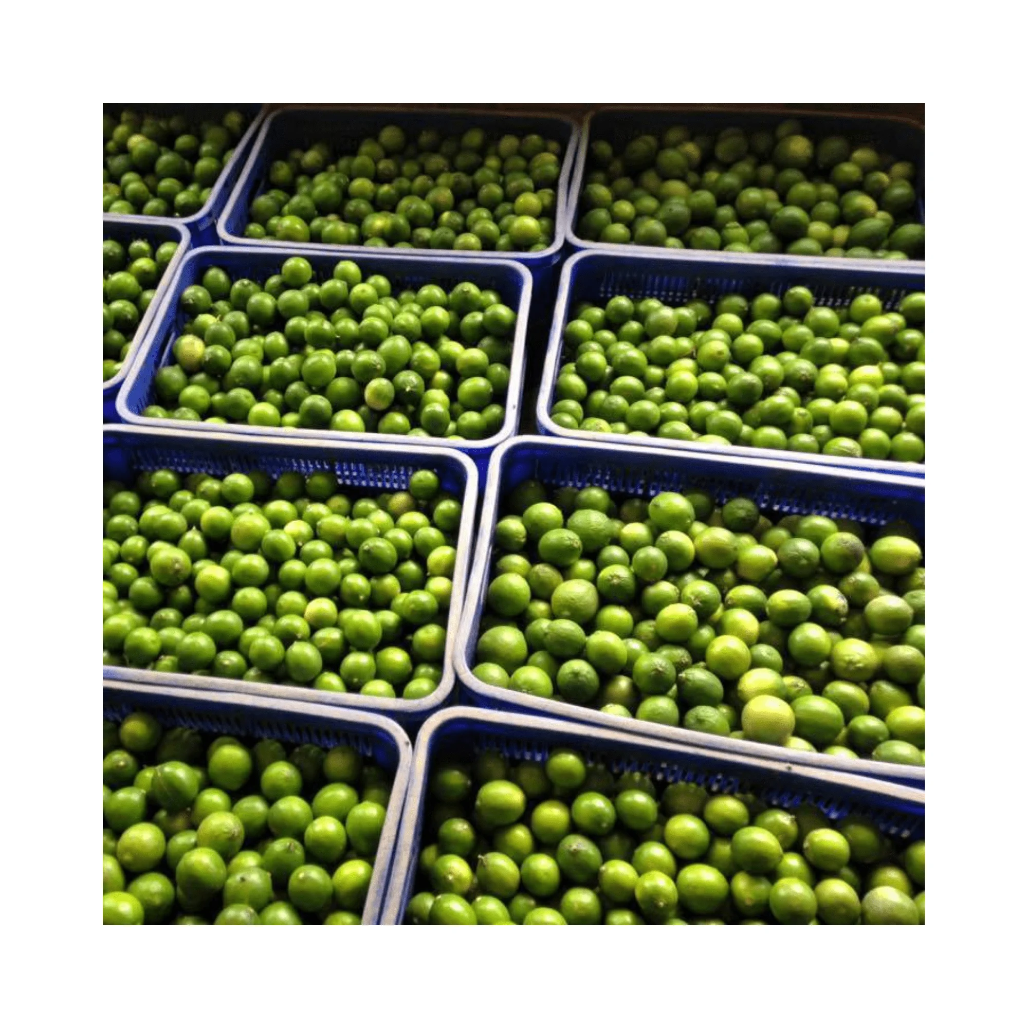 Лидер продаж Натуральный Свежий Лимон свежий лайм натуральный зеленый цвет кислый вкус вьетнамский