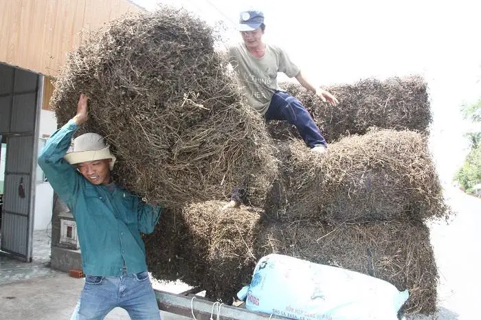 2022 г. высокое качество поставка дешевых сушеных черных трав желе из Вьетнама мисс