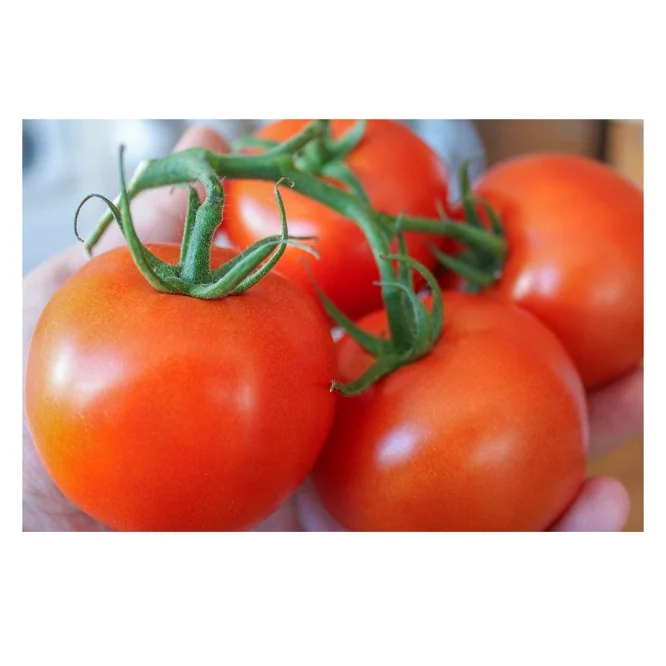Wholesale Dealer and Supplier Of Fresh Plum Tomato Fresh Vegetables Tomatoes Best Quality Best Price Bulk Buy Online