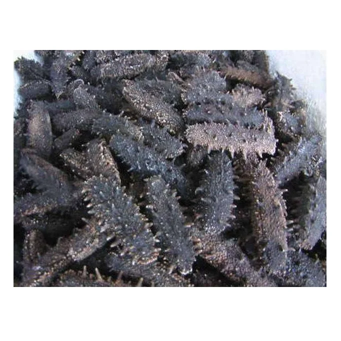 Factory Supply Bulk Wholesale Price Top Quality Dried Sea Cucumber (Seafood) Available For Sale