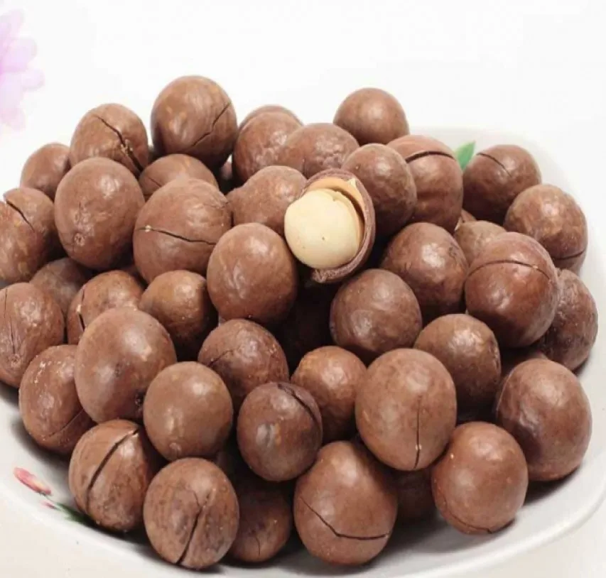 Buy Premium Organic Roasted Macadamia Nuts in Dark Shell Color Baked Clean Brown Healthy Snack Stock Now for Sale