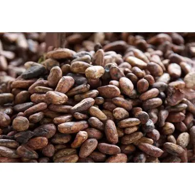 wholesale Natural Cocoa Beans From Ivory Coast, Cocoa Beans